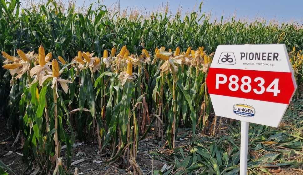 Dystrybutor PIONEER - kukurydza nasiona kukurydzy