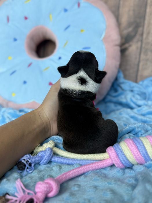 Boston Terrier piesek Zazu