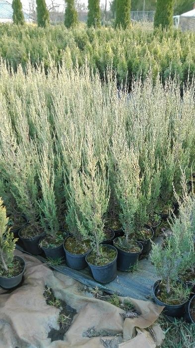 Jałowiec płożący, skalny, chiński