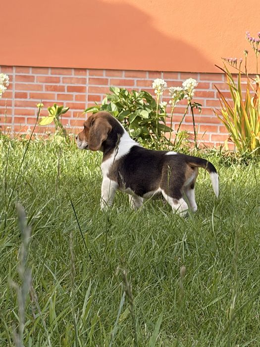 Beagle fêmea tricolor com Lop
