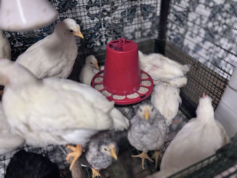 Frangas e frandos leghorn e poedeira