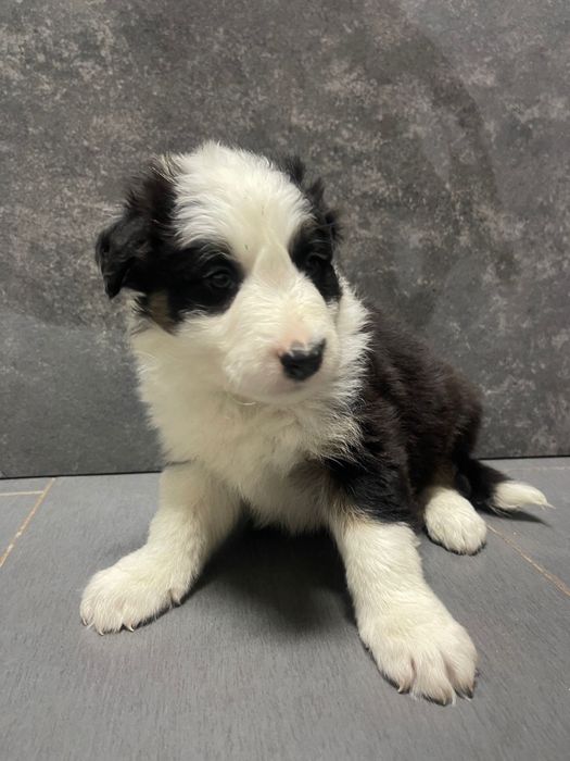 Border collie macho 3 meses