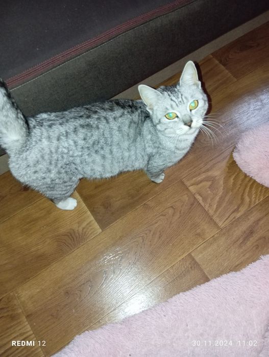 Маленькі комочки шукають дімВіддам безкоштовно в люблячу сім'ю.