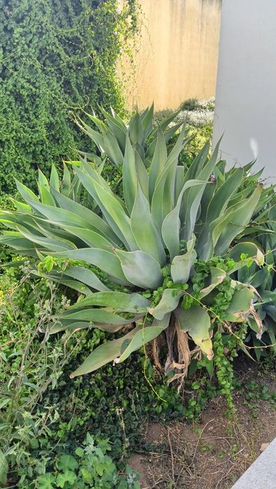 Agaves Attenuata