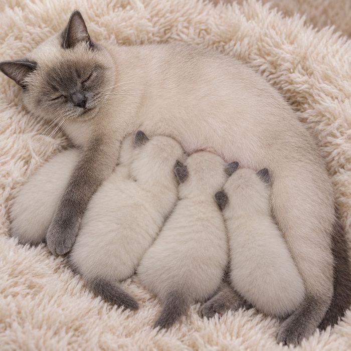 Кошенята, шотландської породи з шикарним окрасом, 1 місяць