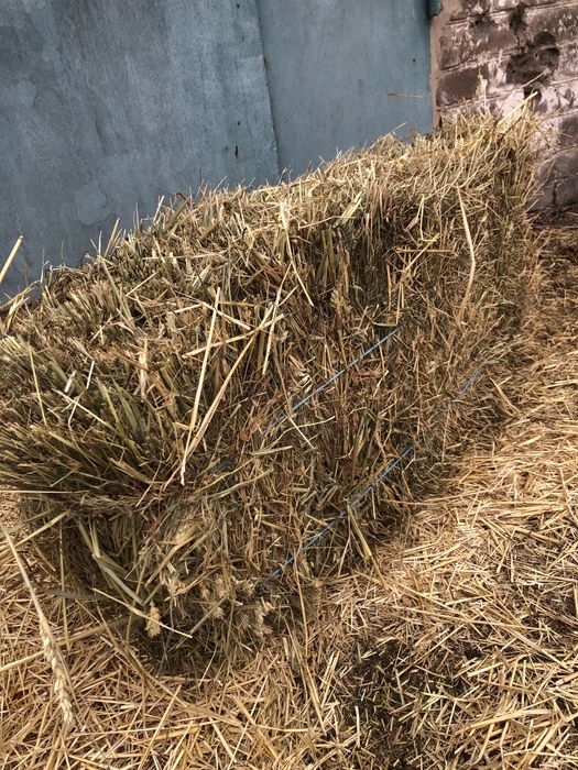 Солома ярого ячміня. Сіно лугове в тюках.