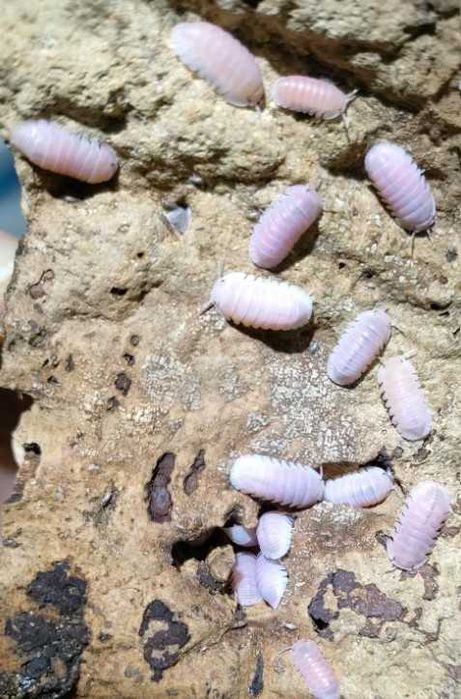 Cubaris sp. "Cherry Blossom" 10szt !!!  prosionki skoczogonki poczwarki śluzowiec gniazdo arena formikarium