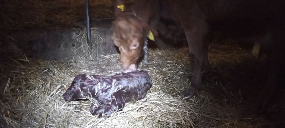 Inseminacja bydła, potwierdzanie cielności