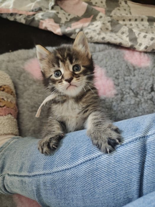 Kotka  Maine coon Whitney