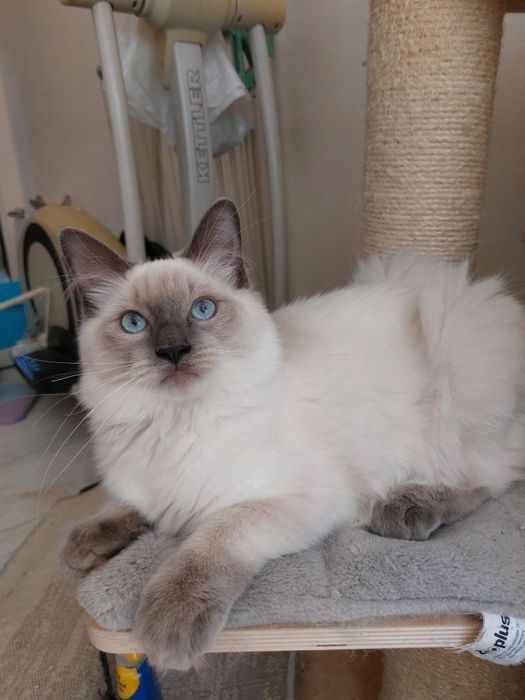 Ragdoll kocur Fiv/Felv test