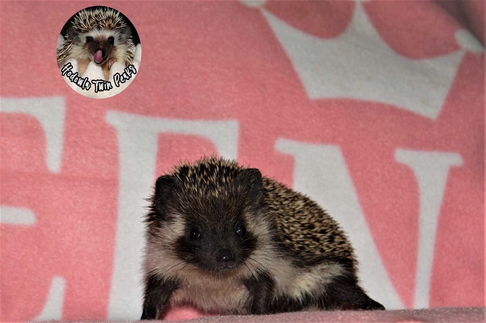 Jeż pigmejski z RODOWODEM, jeżyk, jeże. Jeż afrykański. Hodowla