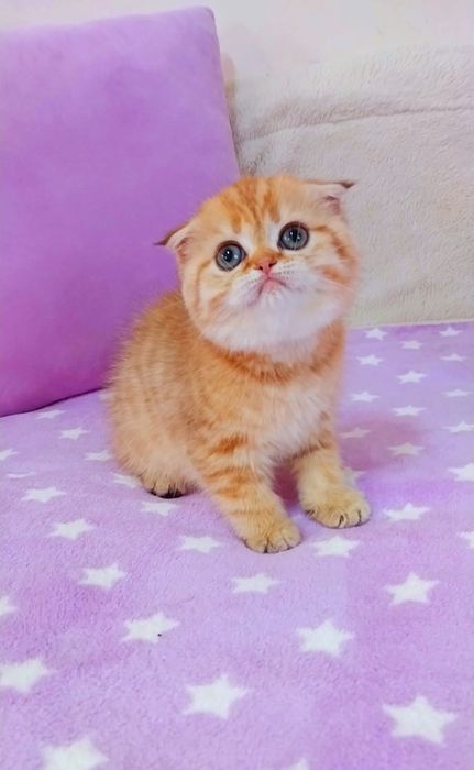 Чарівна крихітка Зеленоока Шотландочка