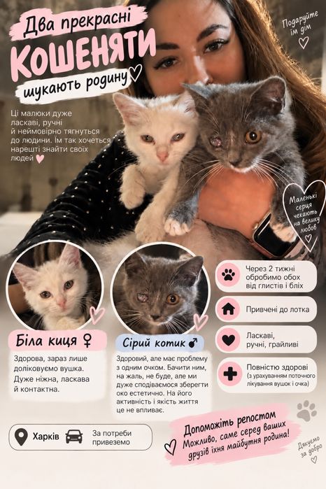 Віддам кошенят з зони бойових дій