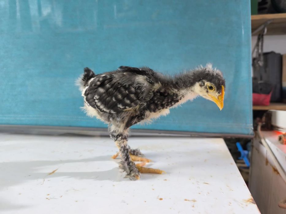 Pintos Malines para dispensar