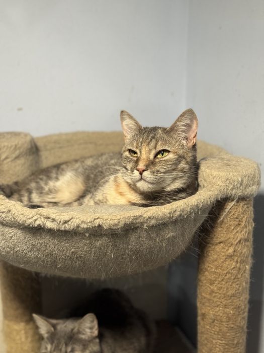 Коты и кошки выбор