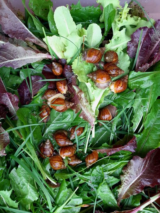 Равлики Ахатинки