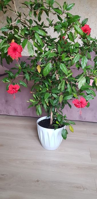 Китайская роза  гибискус