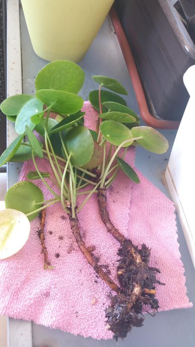 Pilea - pieniążek