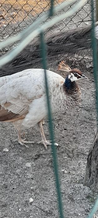 Pavões novos e adultos