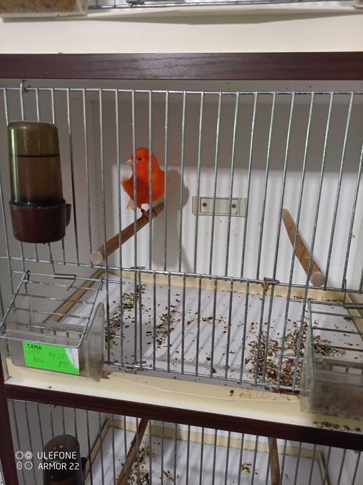 kanarki Zory biale,czerwone i czerwone mozaiki,