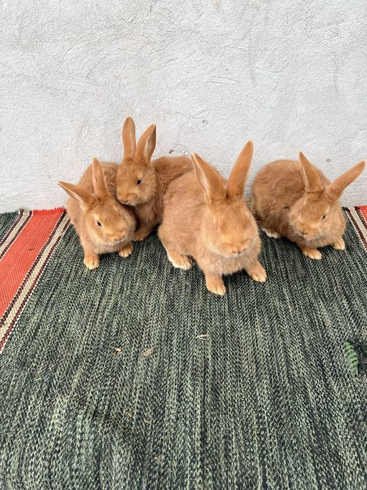 Продам кролі боргунці.