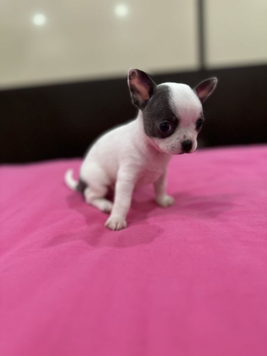Machinho Chihuahua mini