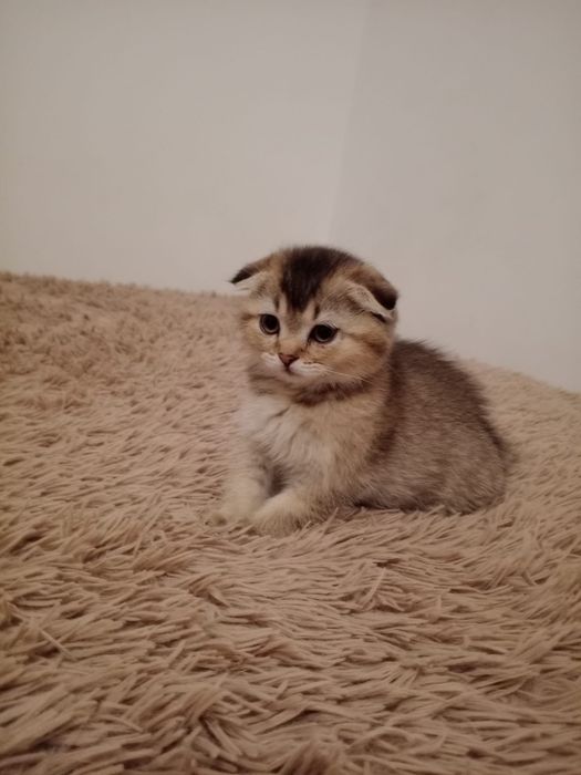 Scottish fold menino