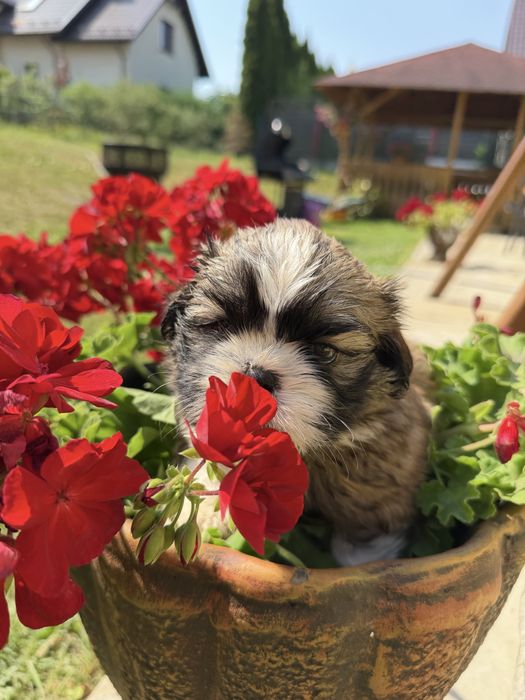 Shih-Tzu piękny piesek gotowy do odbioru !
