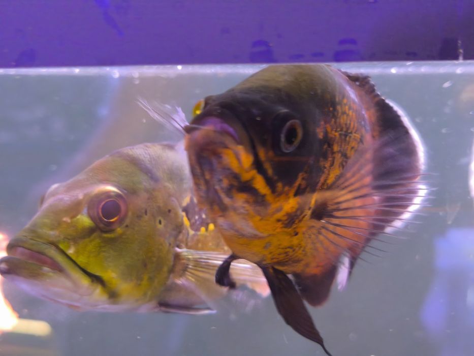 Monster Fish - Diversos -