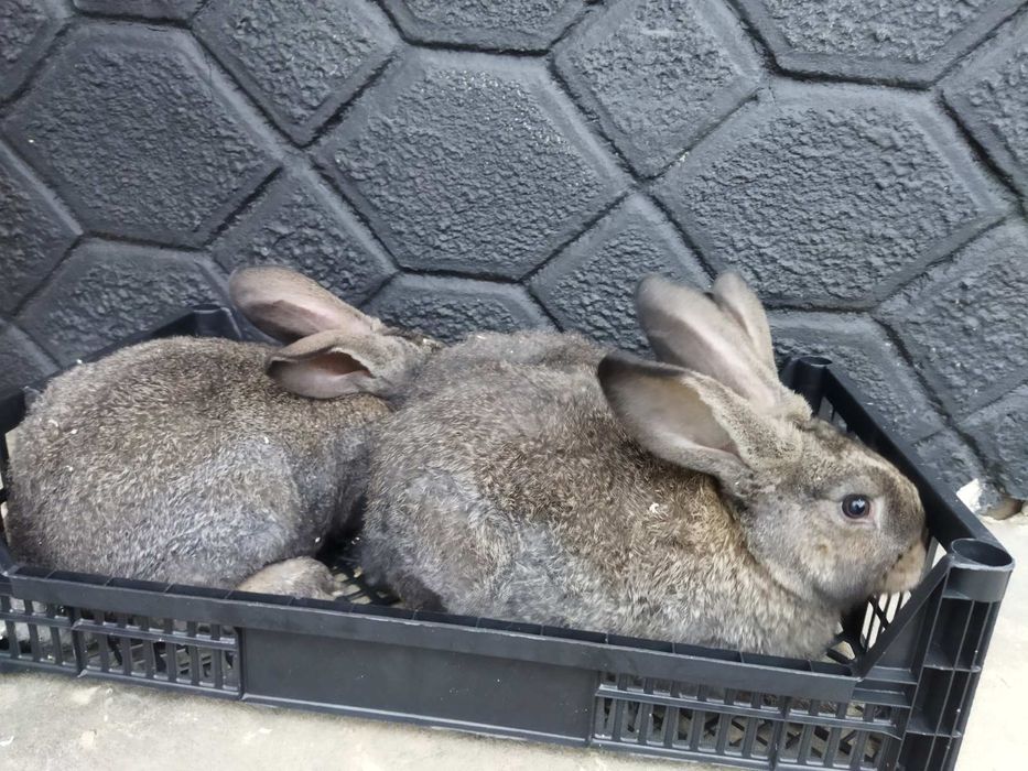 Кролики молодняк