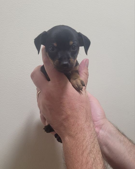 Pinscher mini macho