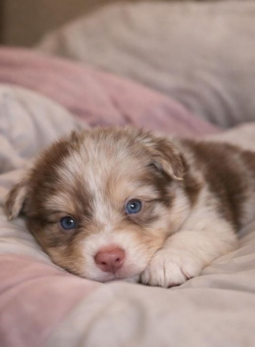 Pastor australiano red merle