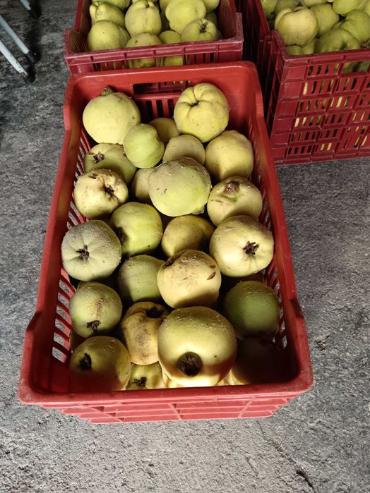 Vendo marmelos em Viseu