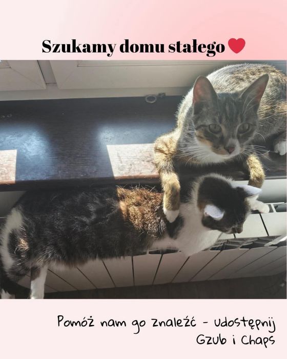 Pokotaj Gzuba i Chapsa - dwa młode kociaki do adopcji