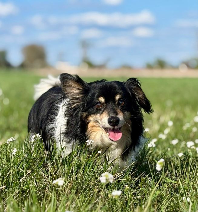 Benio, starszy, przyjazny piesek szuka domu