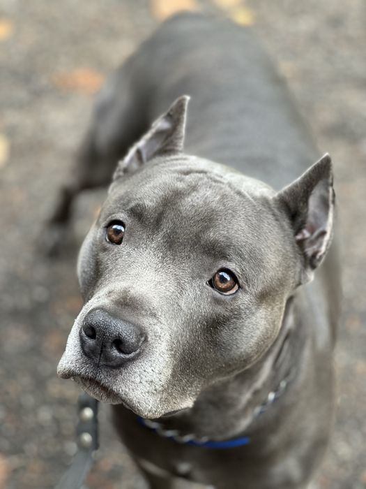 Вязка стаф кобель