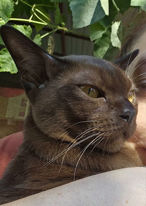 Крутий котик бурма