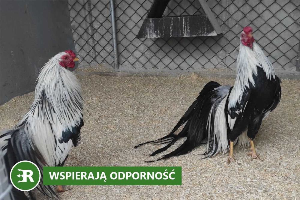 Trociny ProBioBED Plus - wsparcie dla zdrowia drobiu (250 l, 6,5kg)