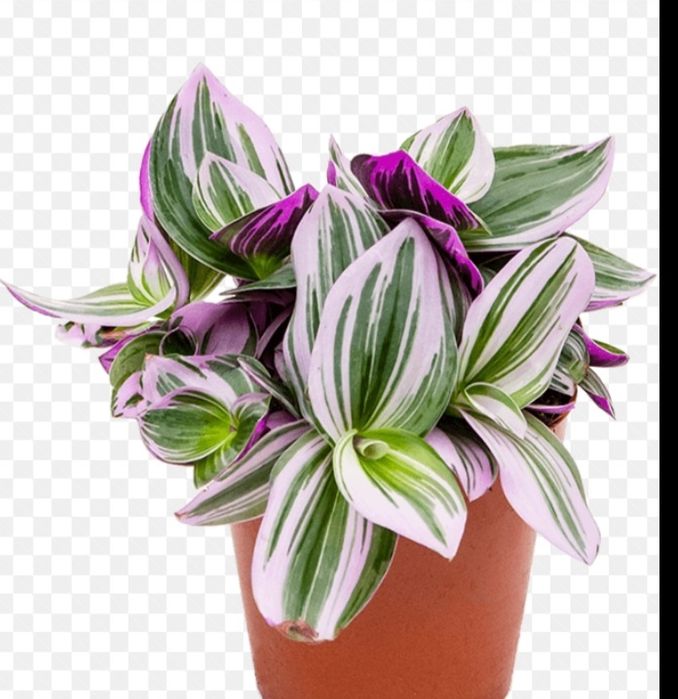 красивая кустовая традесканция Нанук