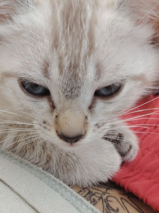 Gatinhas adoção conjunta