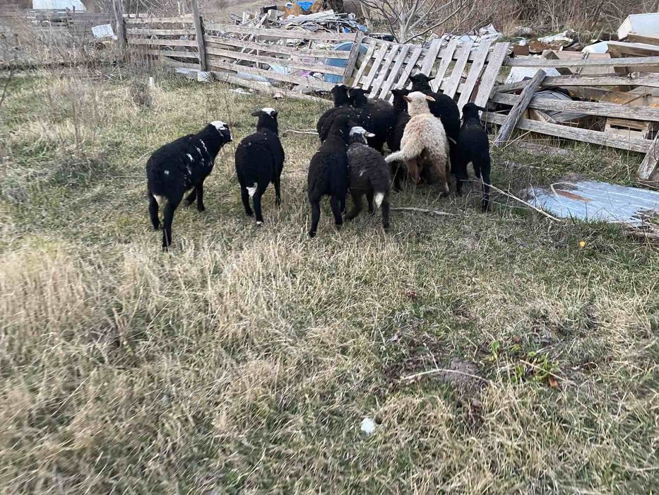 Продам ЯГНЯТА Жирнохвостики