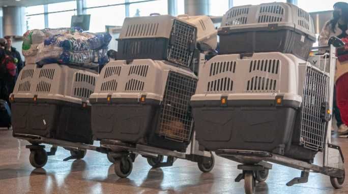 Авиа бокс переноска клітка клетка для собак SKUDO IATA с №1,2,3,4,6,7,8 Киев-склад