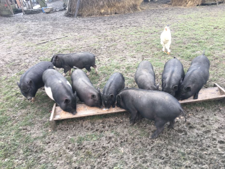 Вьєтнамські свині, ціна договірна