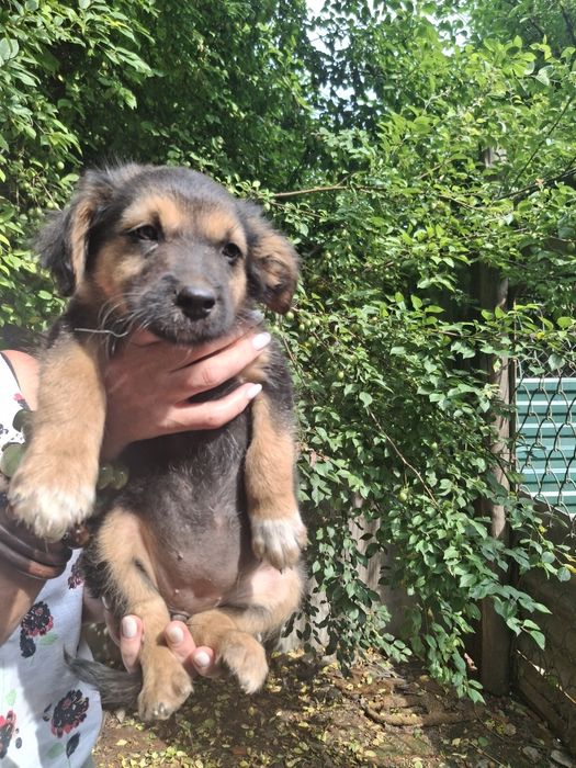 Чудові цуцики шукають родину