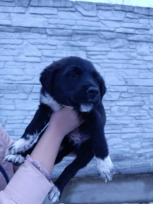 Собачки в добрі руки