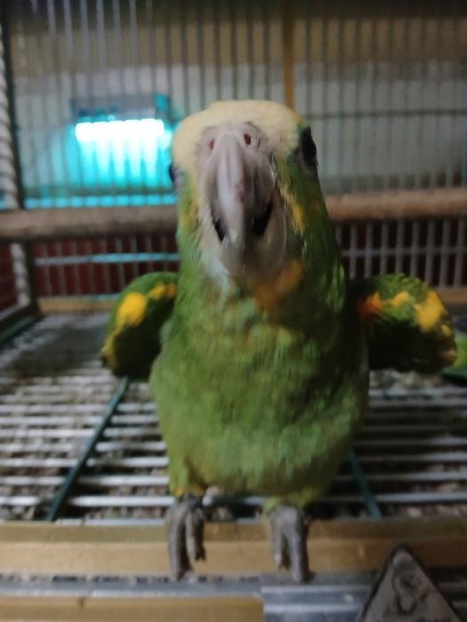 Fêmea de Amazonas barbadensis