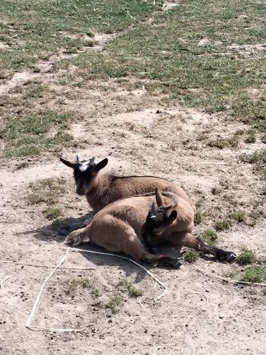 Vendo cabras anãs