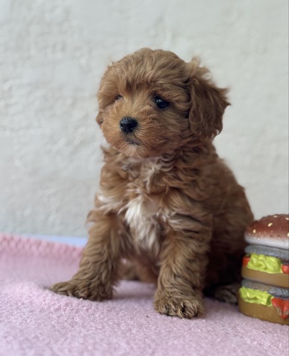 Мальтипу мальчик кривой рог мини