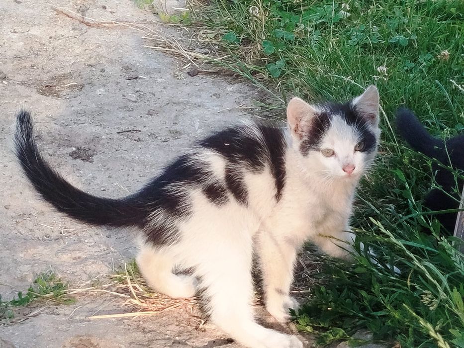 Do adopcji kotki