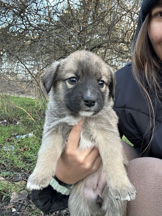 ТЕРМІНОВО !Три цуценя  - дівчинки шукають свої домівки! Вік 1,5 місяці
